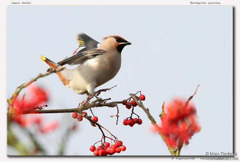 Bohemian Waxwing