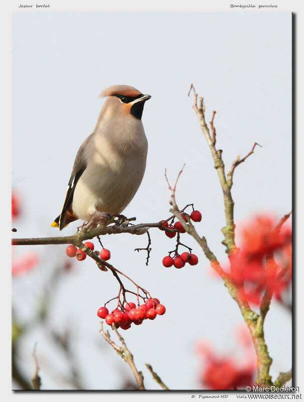 Bohemian Waxwing