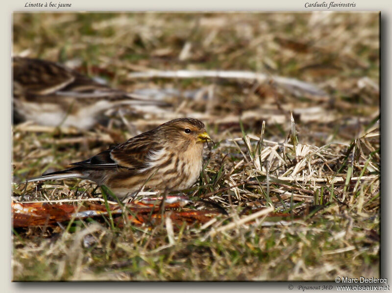 Twite, feeding habits