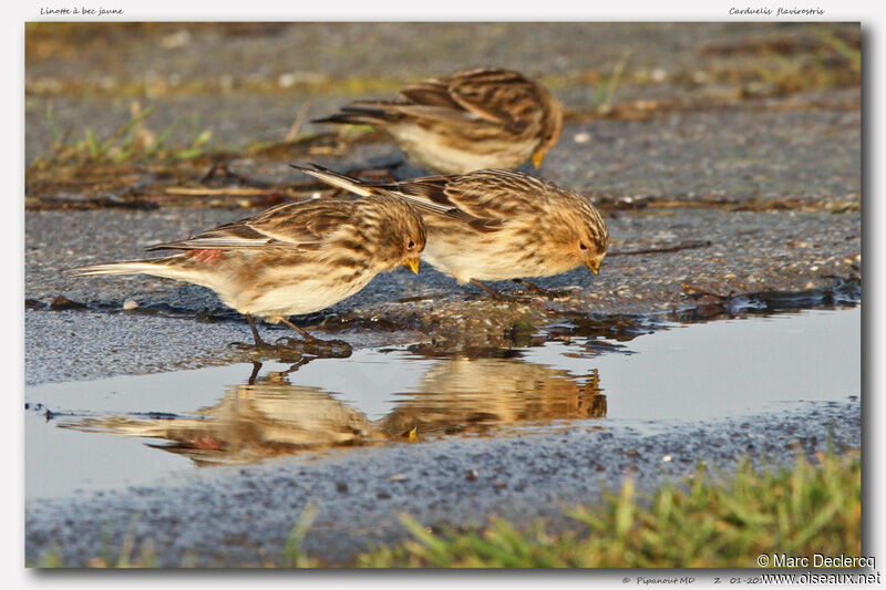 Twite, identification