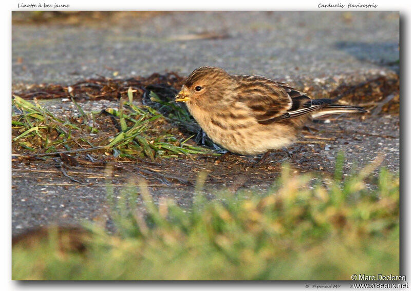 Twite, identification, feeding habits