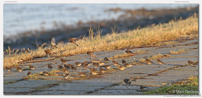 Twite, Behaviour