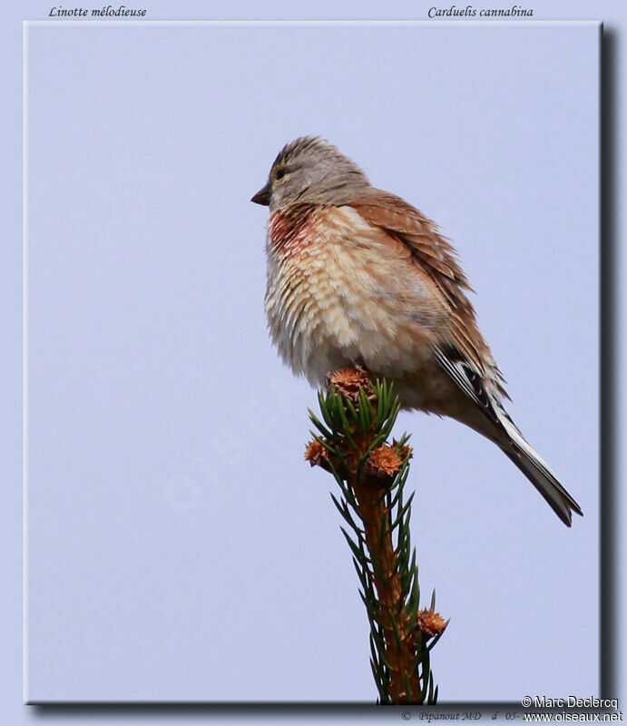 Linotte mélodieuseadulte