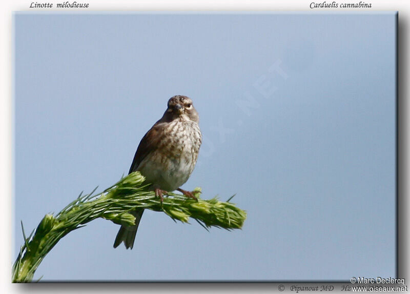 Common Linnet female adult