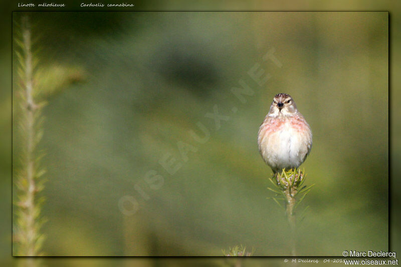 Common Linnet, identification