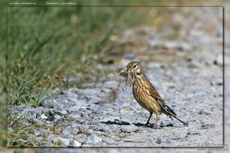 Common Linnet, identification, Reproduction-nesting