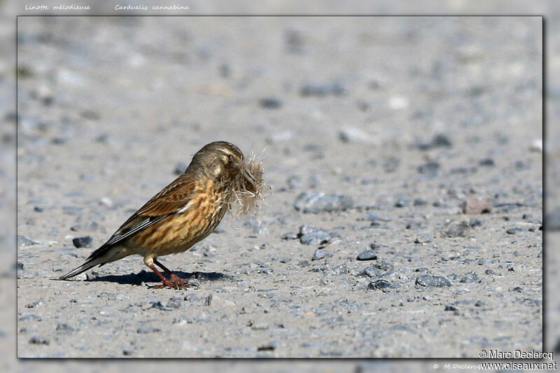 Linotte mélodieuse, identification, Nidification