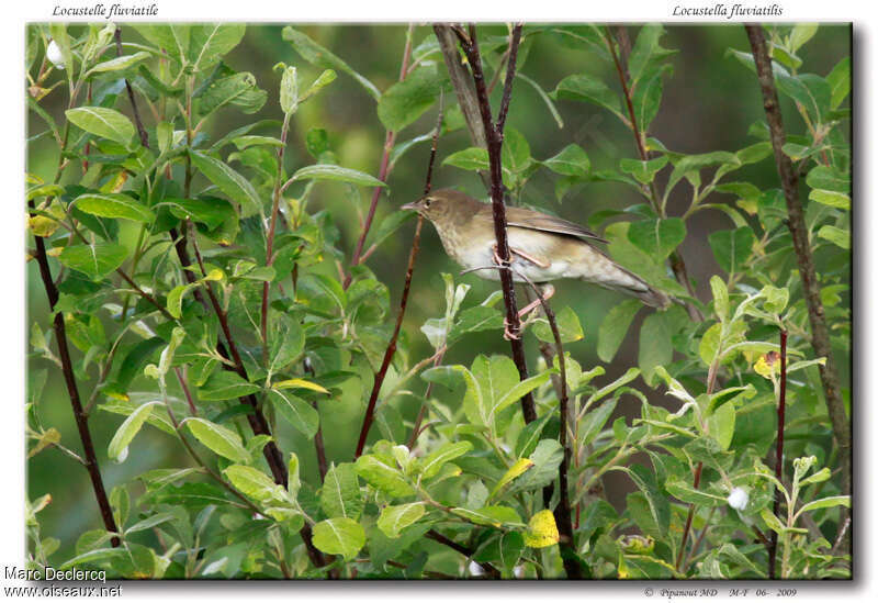 River Warbleradult, habitat, pigmentation