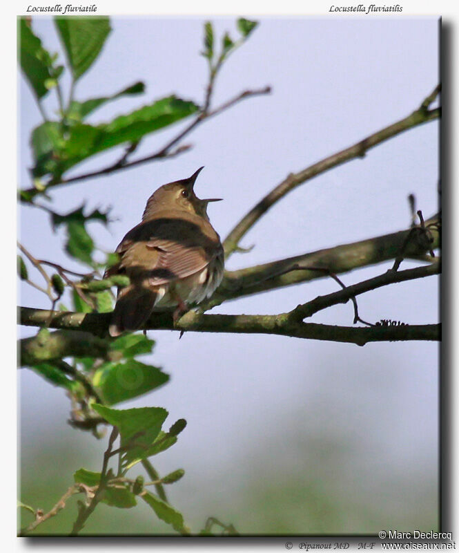 Locustelle fluviatile, identification, chant