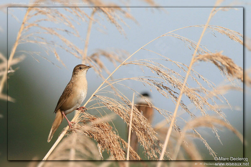 Savi's Warbler