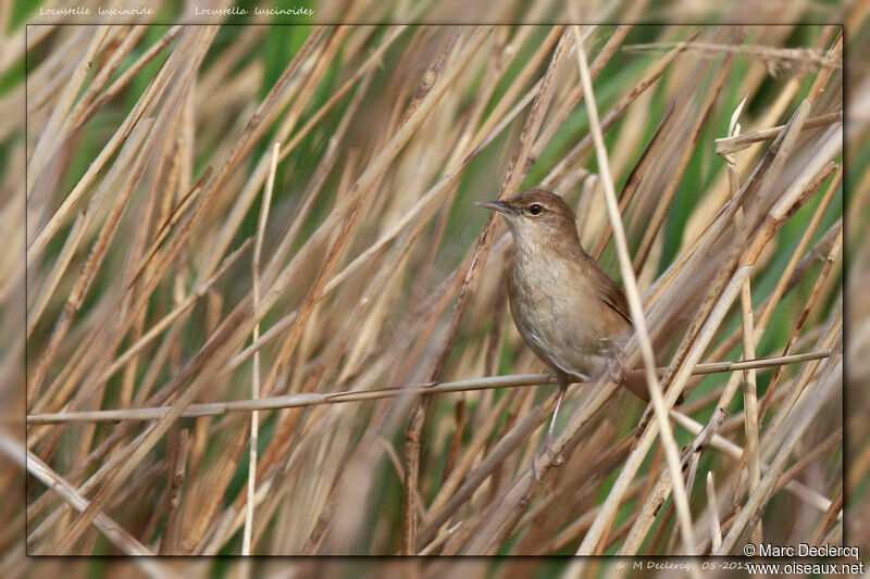 Savi's Warbler