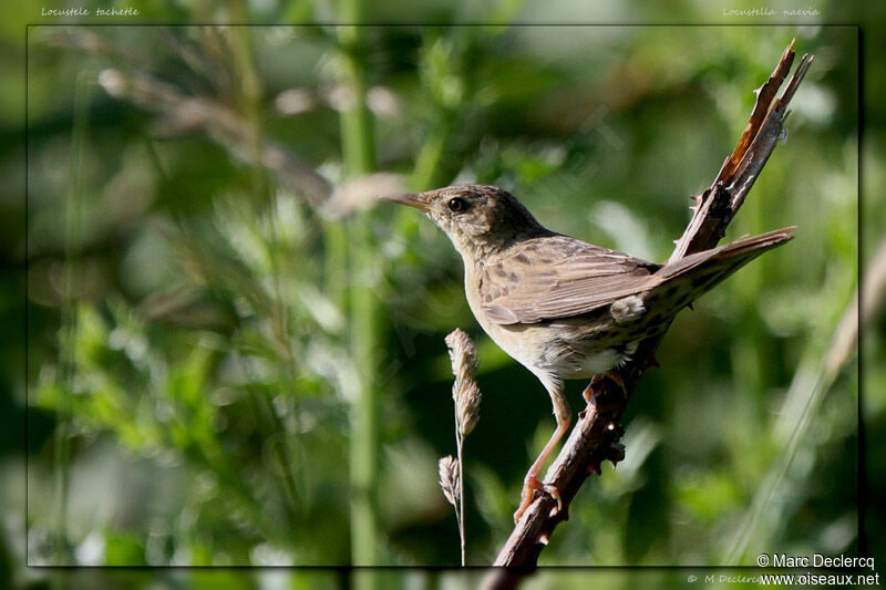 Locustelle tachetée, identification