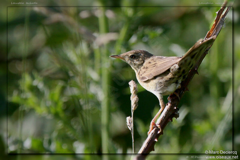 Locustelle tachetée, identification