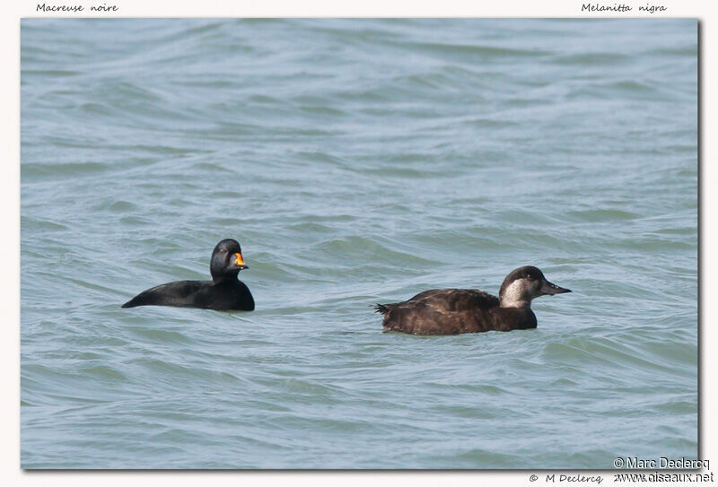 Common Scoter, identification