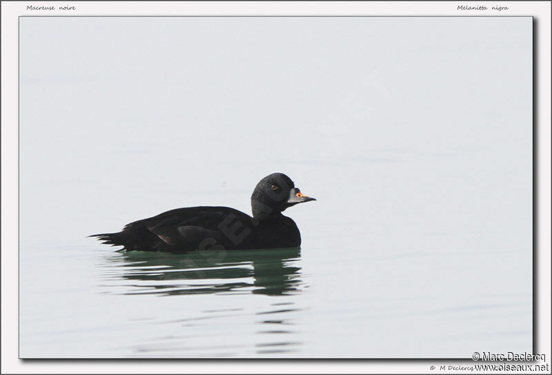 Common Scoter, identification