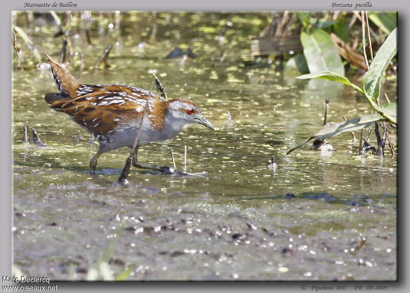 Baillon's Crakeadult, identification