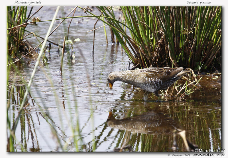 Marouette ponctuéeadulte, identification