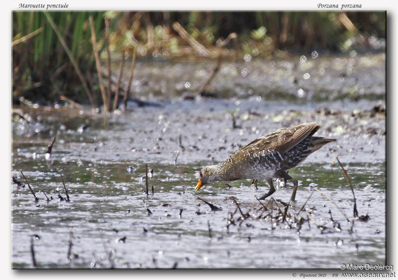 Spotted Crakeadult, identification