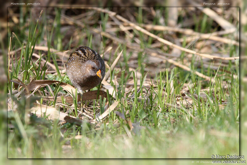 Marouette ponctuée, identification