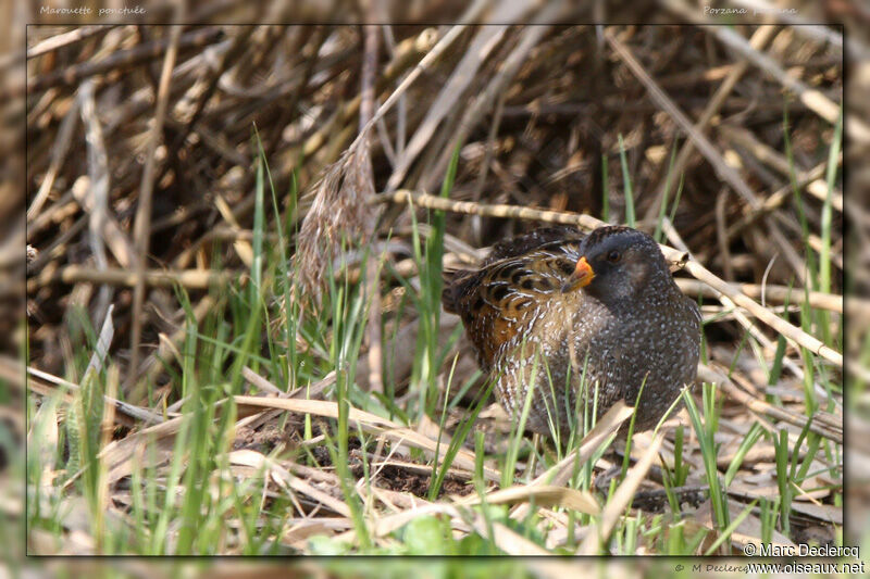 Marouette ponctuée, identification