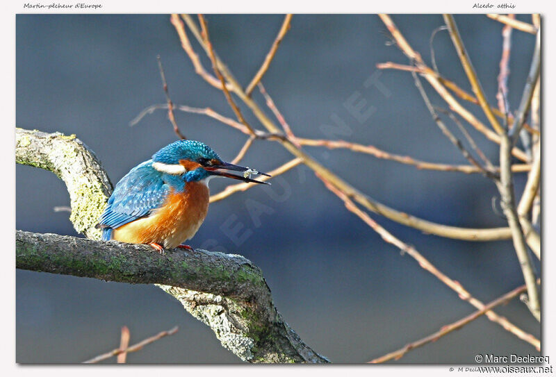 Common Kingfisher, identification