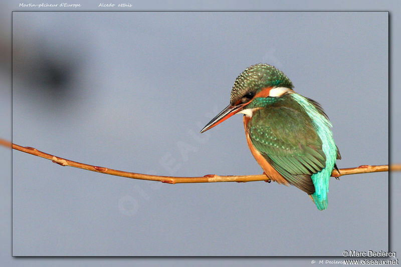 Common Kingfisher female, identification