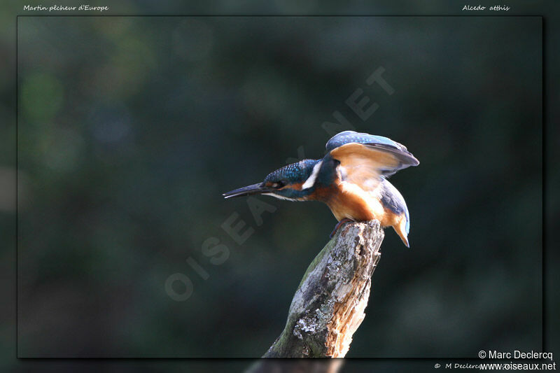 Martin-pêcheur d'Europe, identification