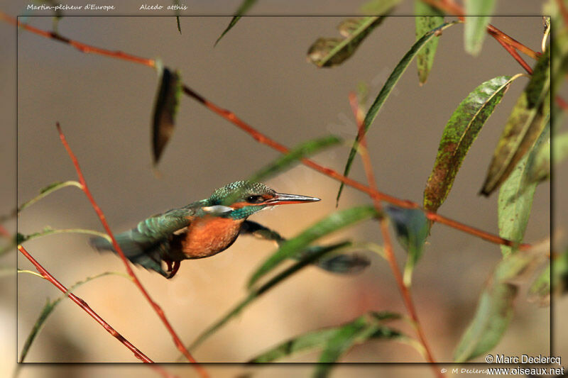 Common Kingfisher female, Flight