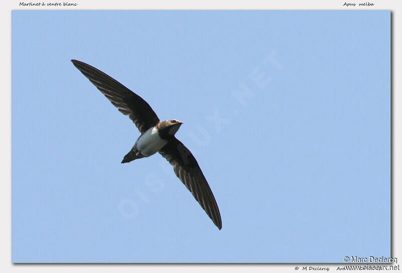 Alpine Swift, Flight