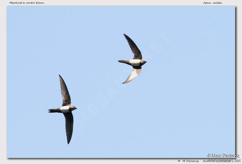 Alpine Swift, Flight