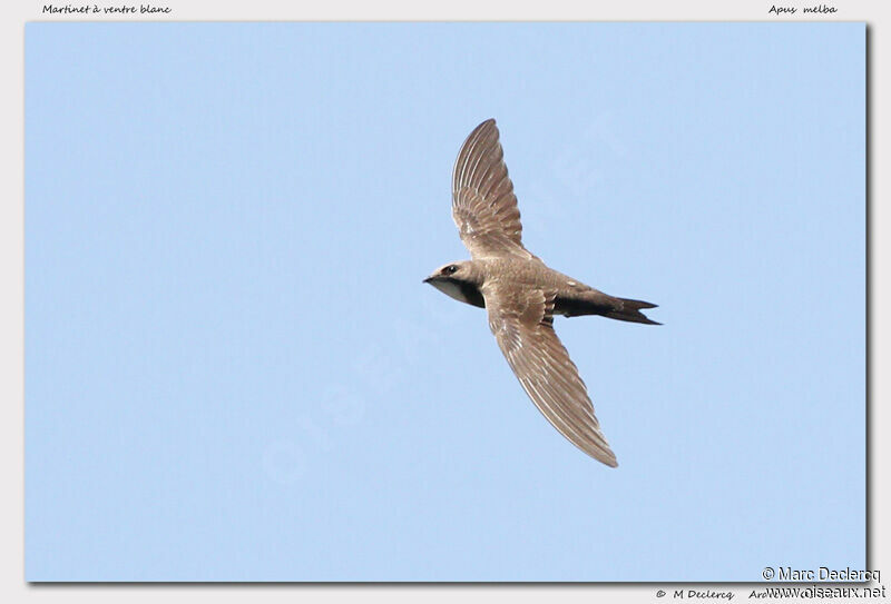 Alpine Swift, Flight