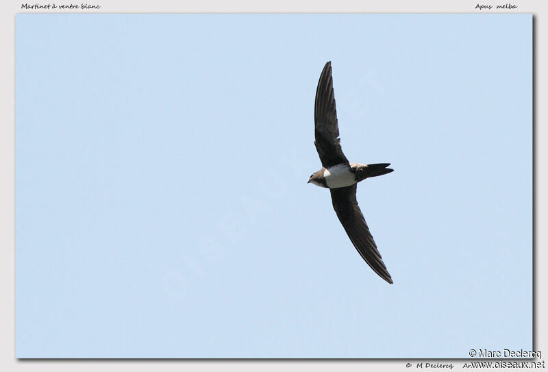 Alpine Swift, Flight