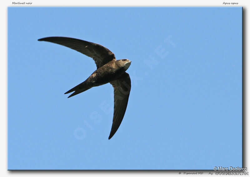 Common Swift, Flight