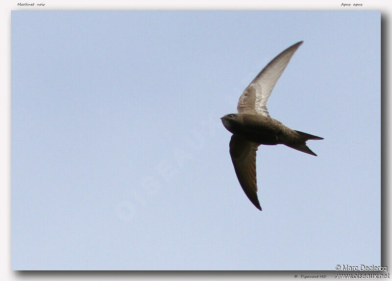 Common Swift, Flight