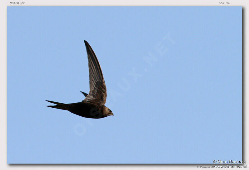 Common Swift, Flight