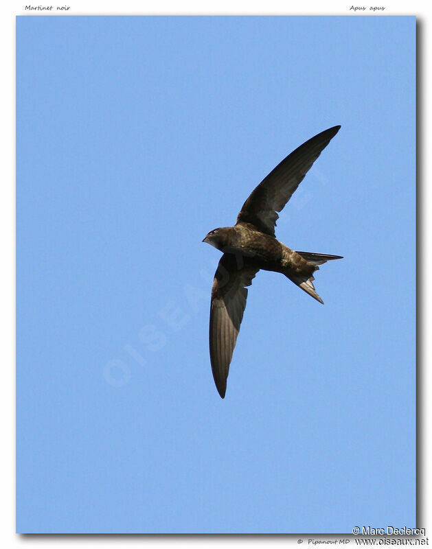 Common Swift, Flight