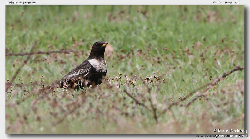 Merle à plastron, identification