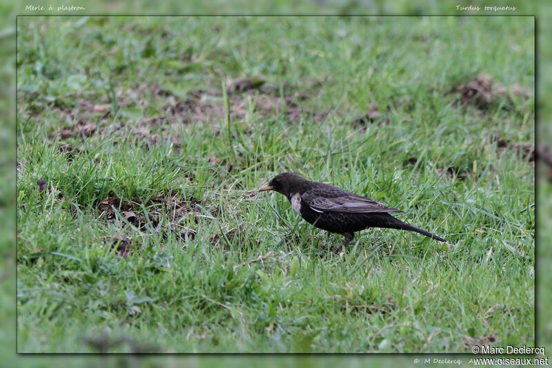 Ring Ouzel, identification