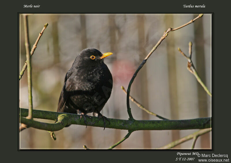 Common Blackbird, identification