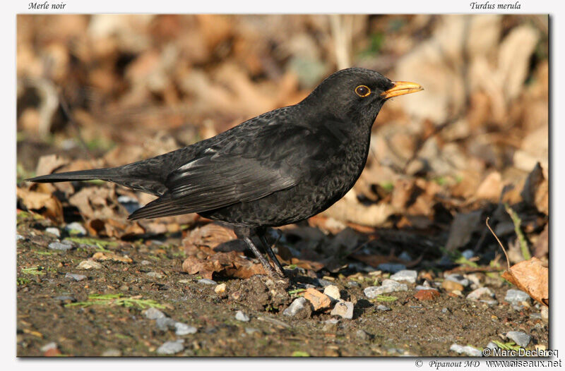 Common Blackbird male, identification