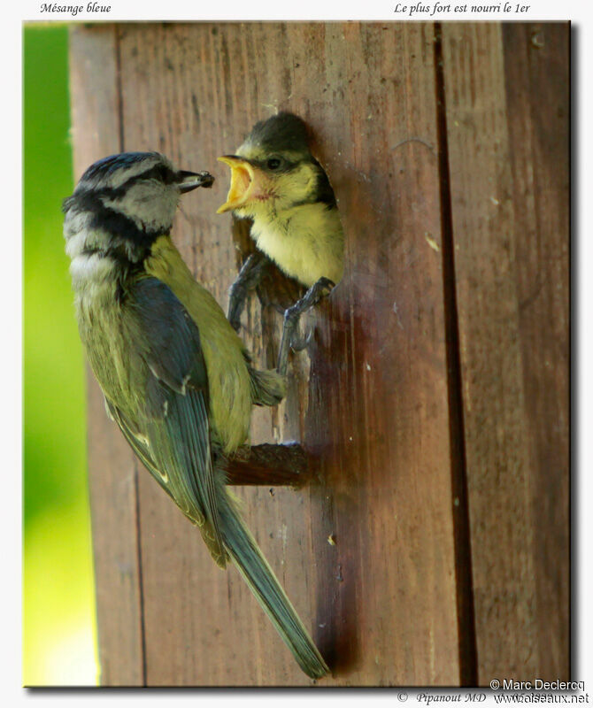 Eurasian Blue Tit, feeding habits, Reproduction-nesting, Behaviour