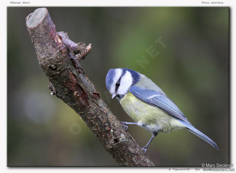 Mésange bleue