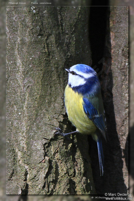 Mésange bleue, identification