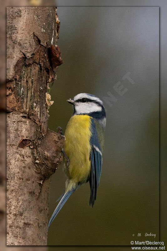 Mésange bleue