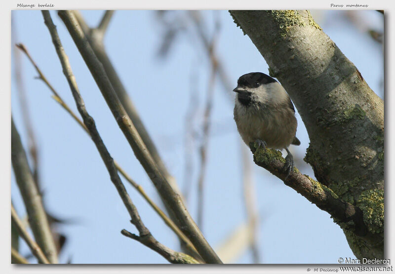 Mésange boréale, identification