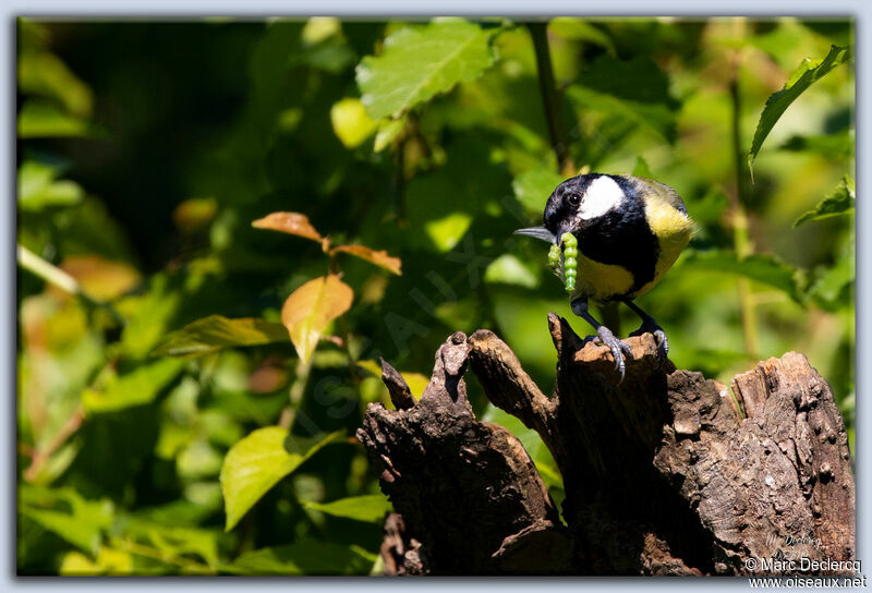 Mésange charbonnière