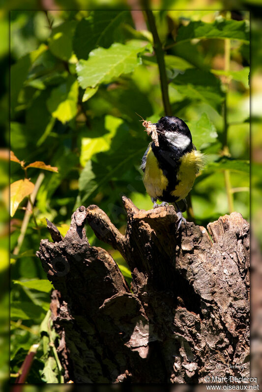 Mésange charbonnière