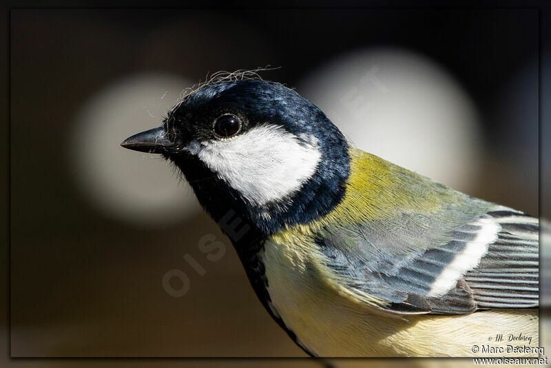 Great Tit