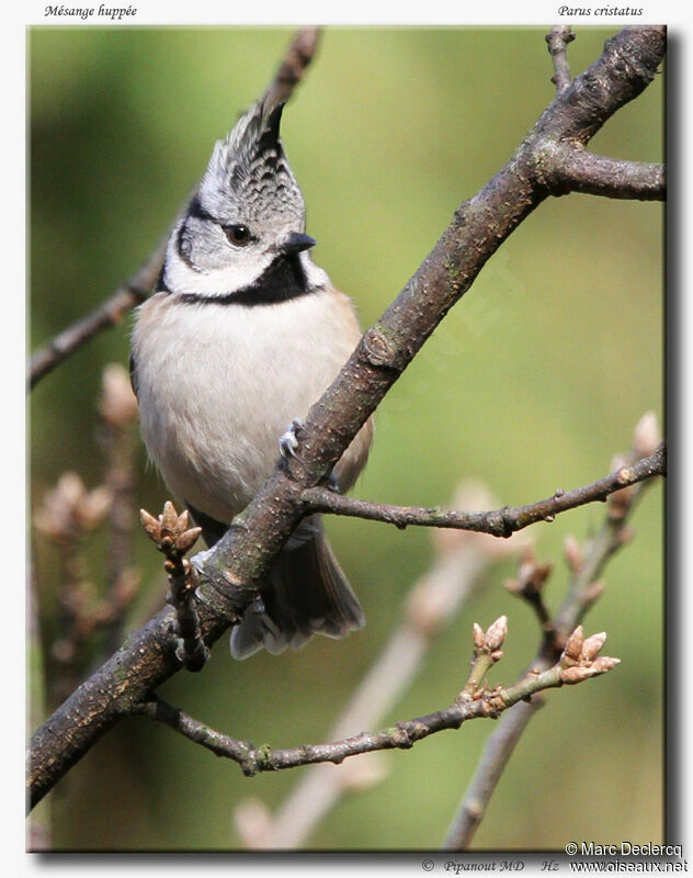 Crested Tit