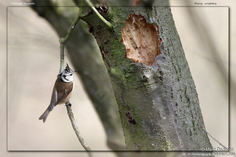 Mésange huppée, identification, Comportement